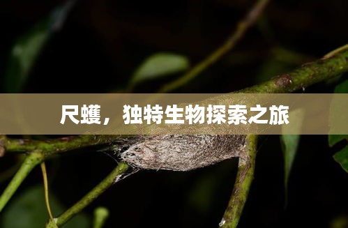 尺蠖，独特生物探索之旅