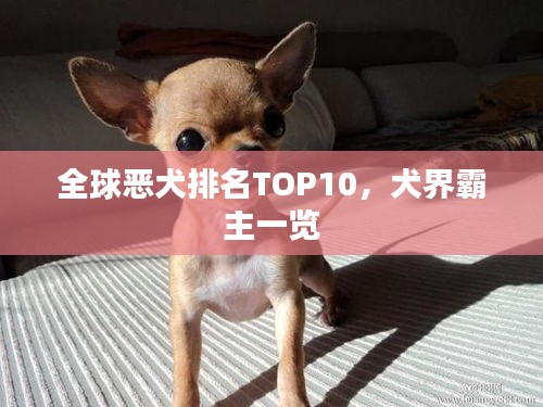 全球恶犬排名TOP10，犬界霸主一览