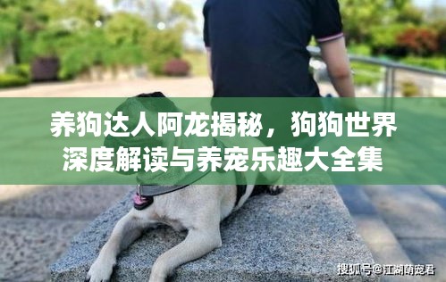 养狗达人阿龙揭秘，狗狗世界深度解读与养宠乐趣大全集