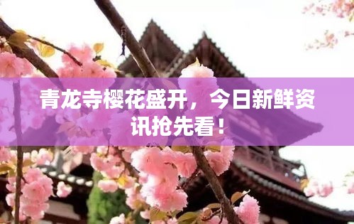 青龙寺樱花盛开，今日新鲜资讯抢先看！