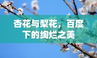 杏花与梨花，百度下的绚烂之美