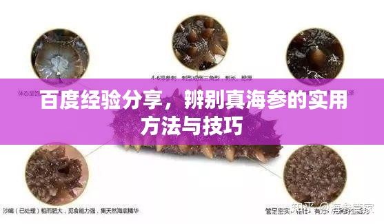 百度经验分享，辨别真海参的实用方法与技巧