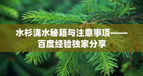 水杉浇水秘籍与注意事项——百度经验独家分享