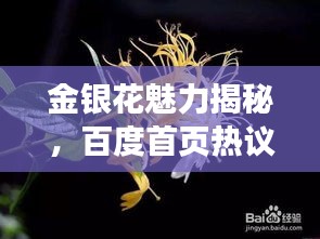 金银花魅力揭秘，百度首页热议不断