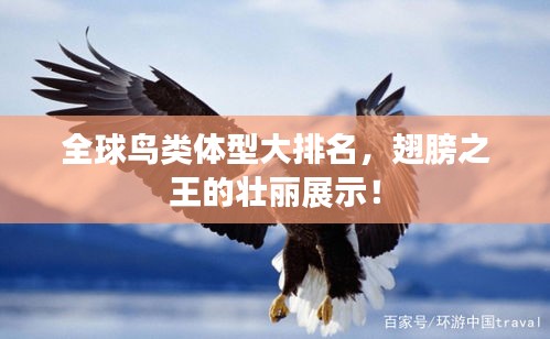 全球鸟类体型大排名，翅膀之王的壮丽展示！