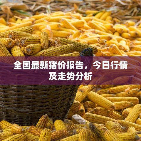 全国最新猪价报告，今日行情及走势分析