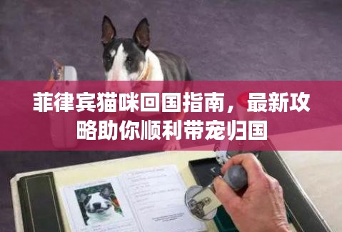 菲律宾猫咪回国指南，最新攻略助你顺利带宠归国