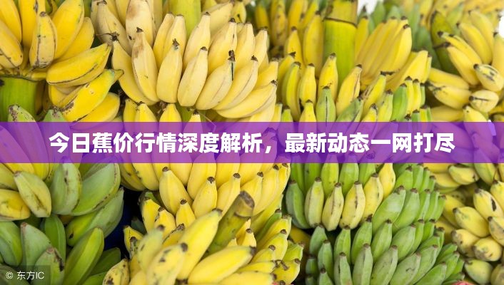 今日蕉价行情深度解析，最新动态一网打尽