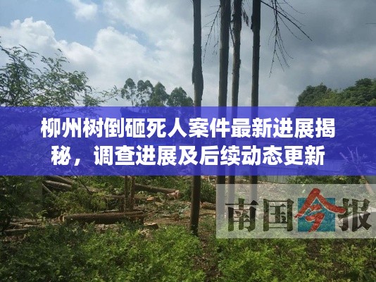 柳州树倒砸死人案件最新进展揭秘，调查进展及后续动态更新