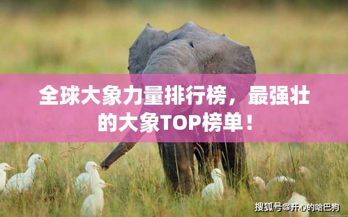 全球大象力量排行榜，最强壮的大象TOP榜单！