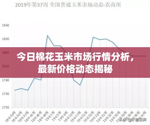 今日棉花玉米市场行情分析，最新价格动态揭秘