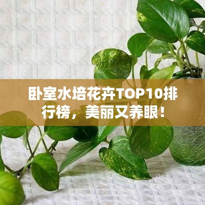 卧室水培花卉TOP10排行榜，美丽又养眼！