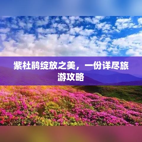紫杜鹃绽放之美，一份详尽旅游攻略