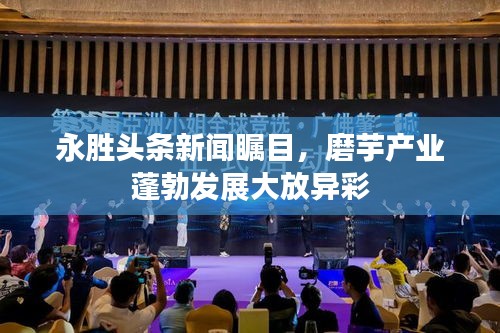 永胜头条新闻瞩目，磨芋产业蓬勃发展大放异彩