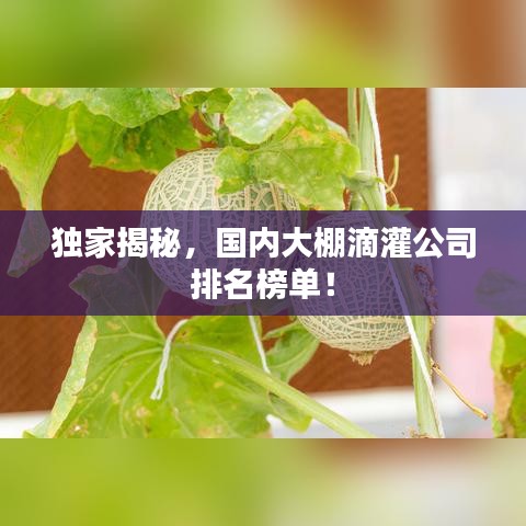 独家揭秘，国内大棚滴灌公司排名榜单！