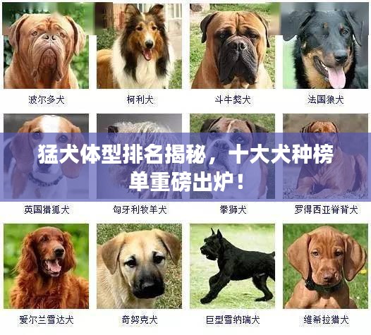 猛犬体型排名揭秘，十大犬种榜单重磅出炉！