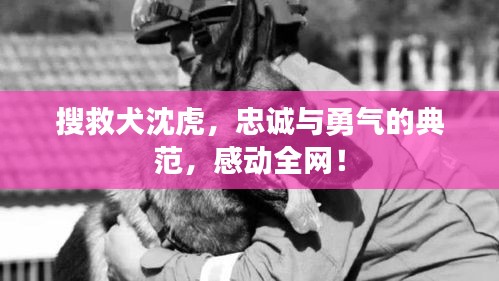 搜救犬沈虎，忠诚与勇气的典范，感动全网！
