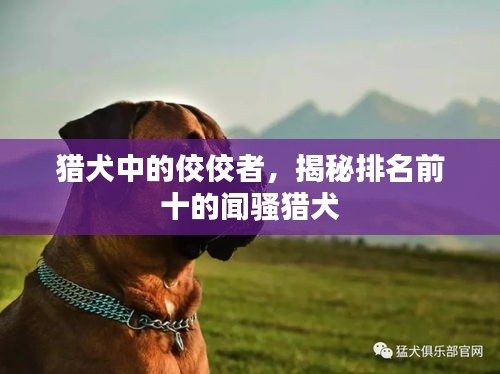 猎犬中的佼佼者，揭秘排名前十的闻骚猎犬