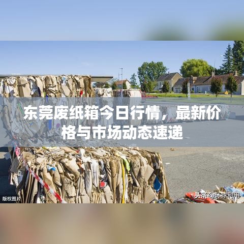 东莞废纸箱今日行情，最新价格与市场动态速递