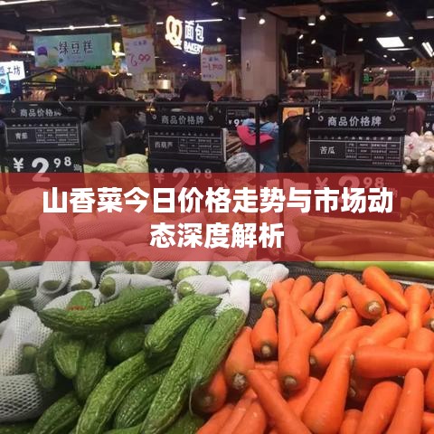 山香菜今日价格走势与市场动态深度解析