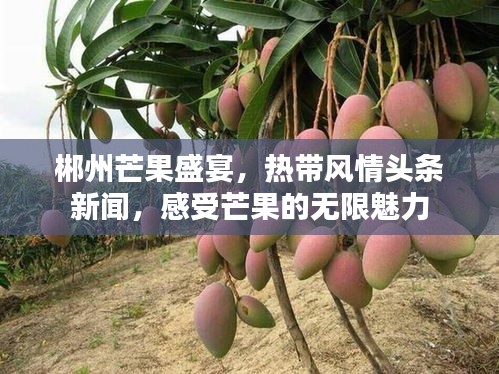 郴州芒果盛宴，热带风情头条新闻，感受芒果的无限魅力