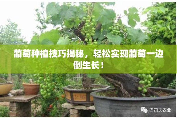 葡萄种植技巧揭秘，轻松实现葡萄一边倒生长！
