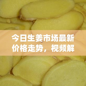 今日生姜市场最新价格走势，视频解读市场动态揭秘行情变化！